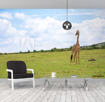 Picture of Giraffes run through the grass landscape in Kenya